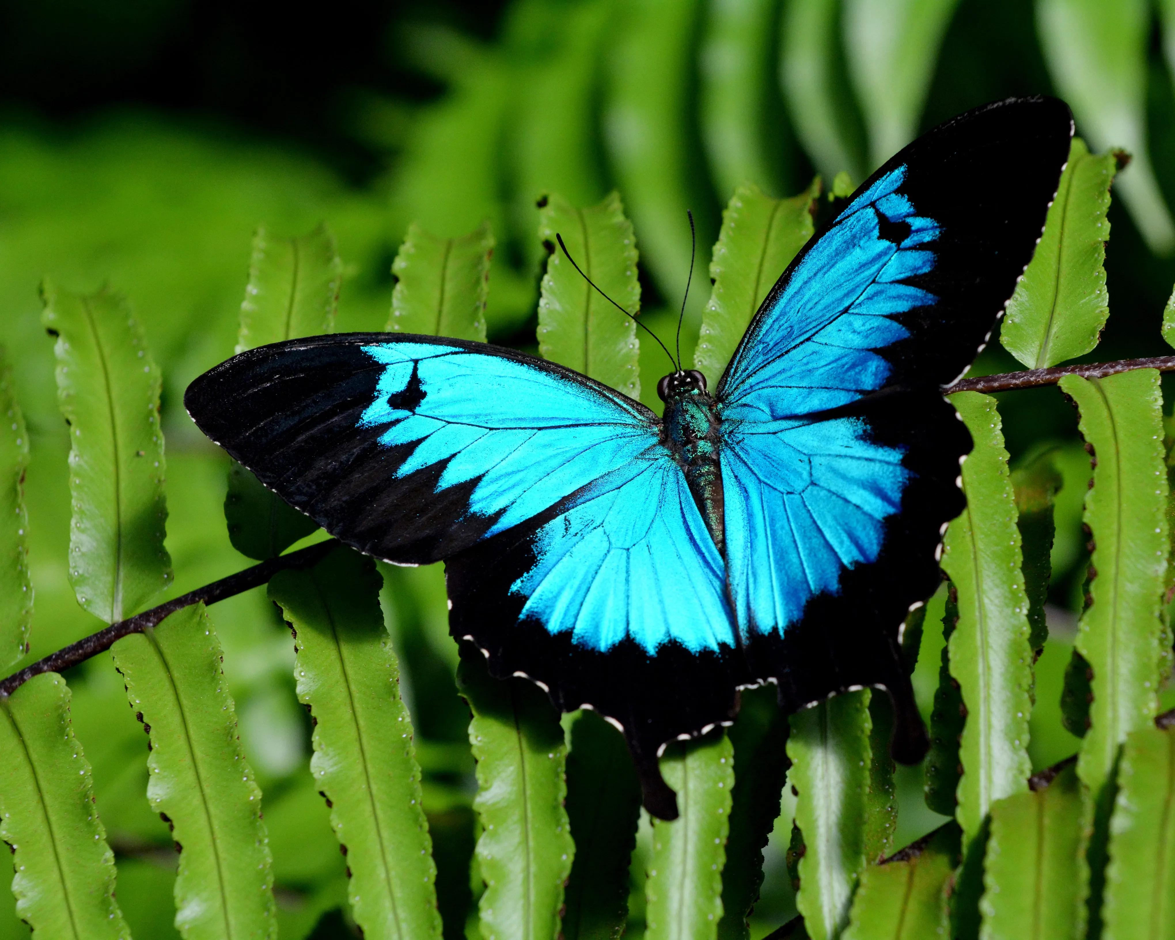 Beautiful Butterfly by Violet Van Gogh